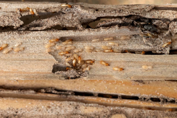 Best Termite Control Services  in Murray, UT